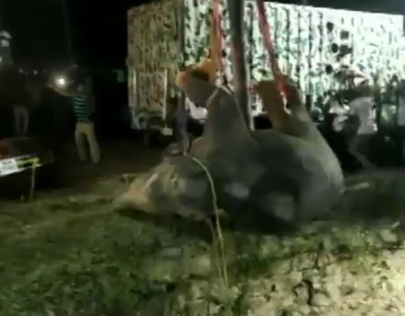 elephant
