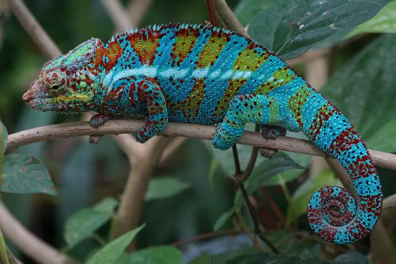 chameleon