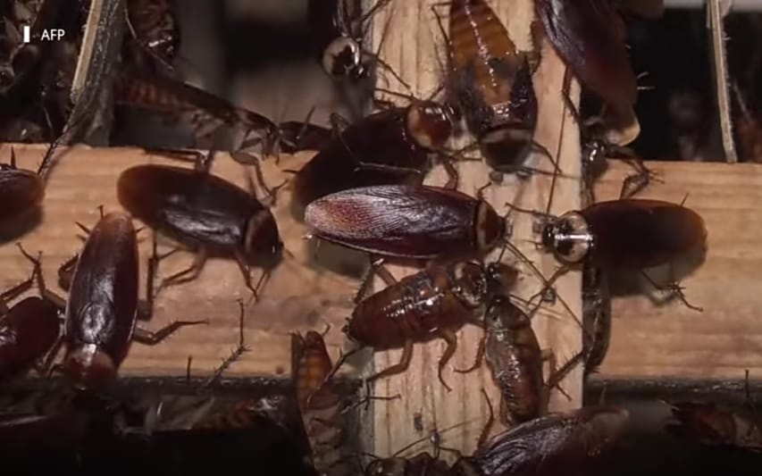 cockroach cocktail