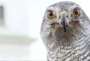 eagle