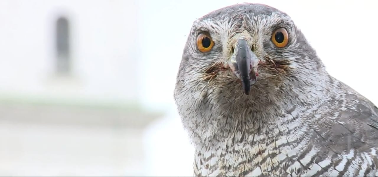 eagle