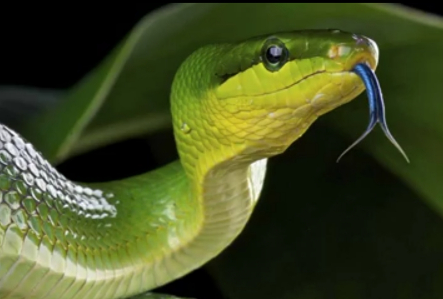 snake with broken tounge
