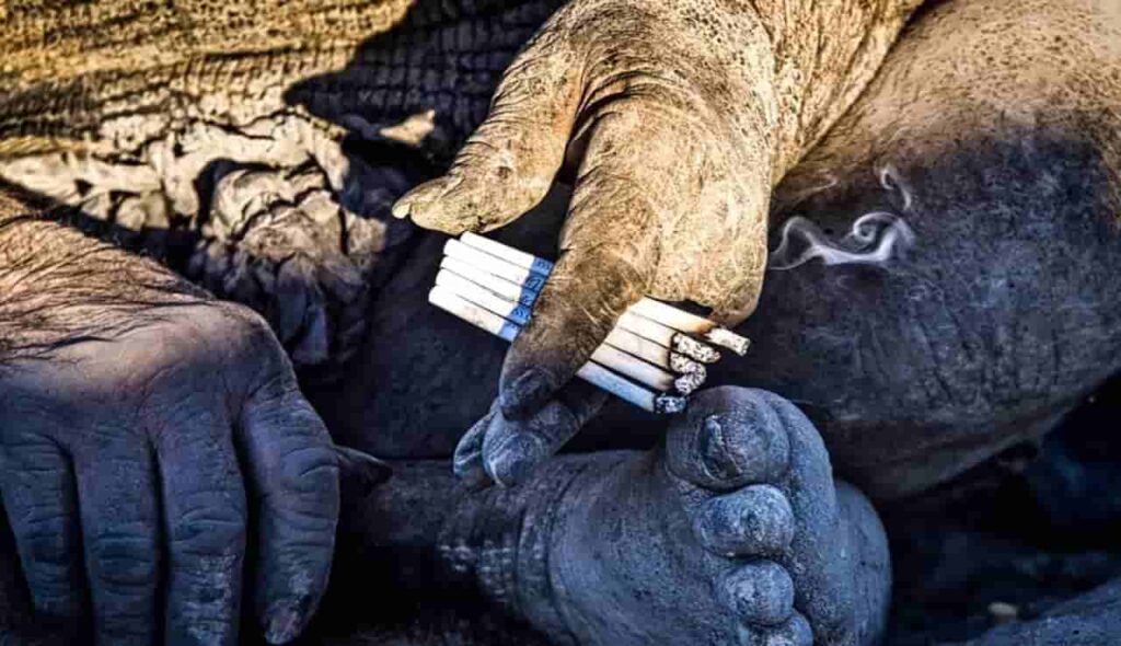 Amou Haji Smoking