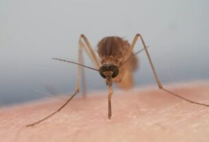 Mosquito blood feeding