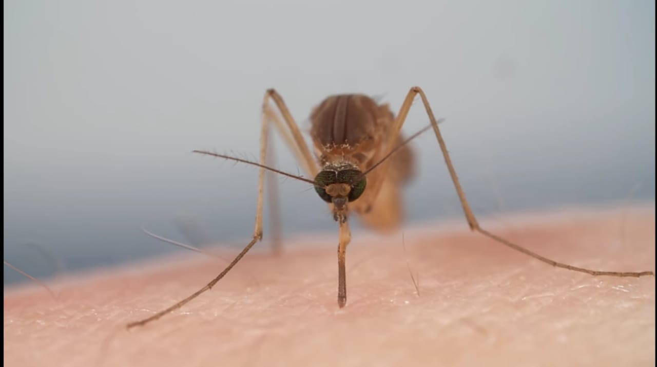 Mosquito blood feeding