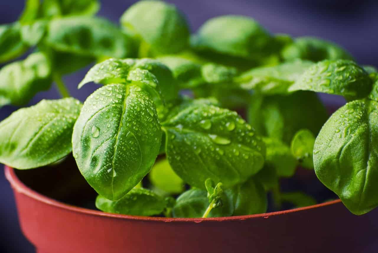 basil herbal food