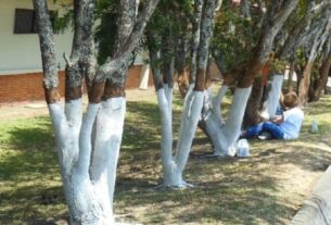 painted tree