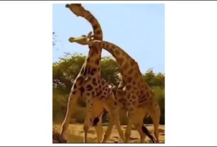 giraff fight