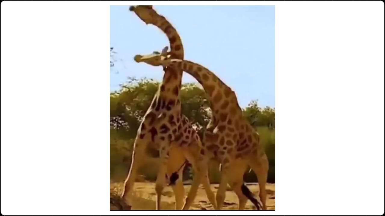 giraff fight