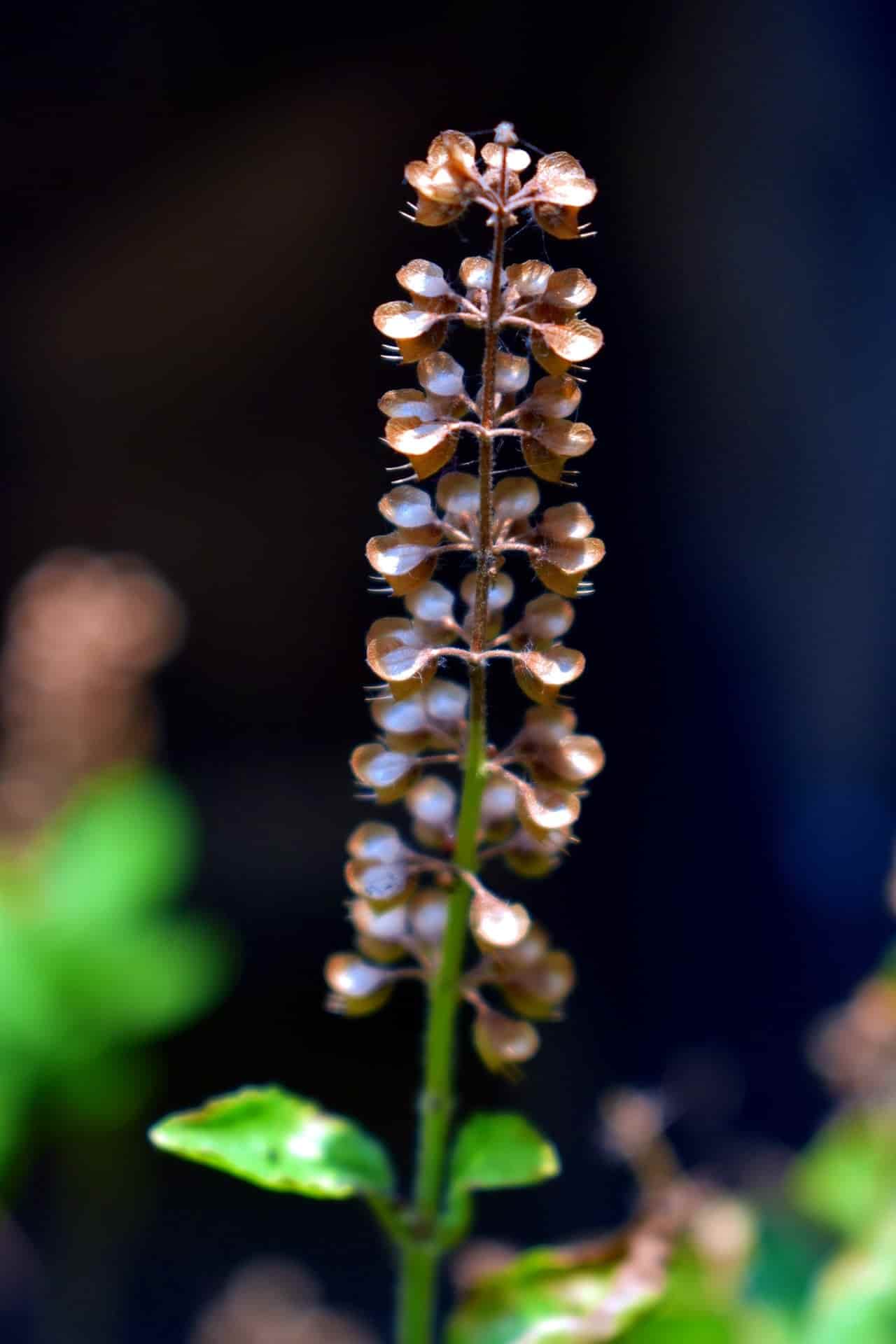 tulsi seed