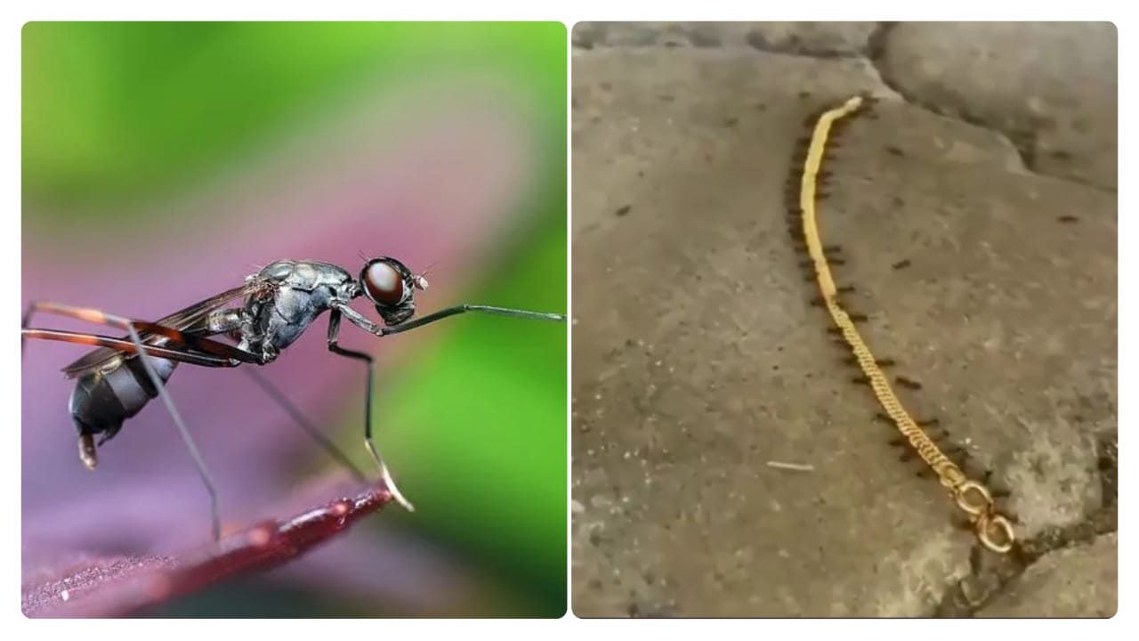 ant