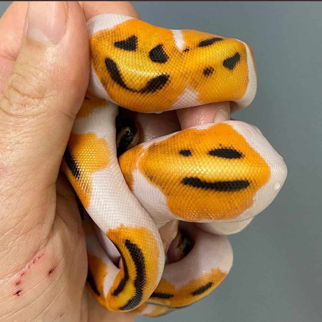 smiley face