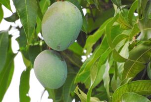 mango-leave