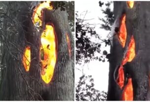 burning-tree