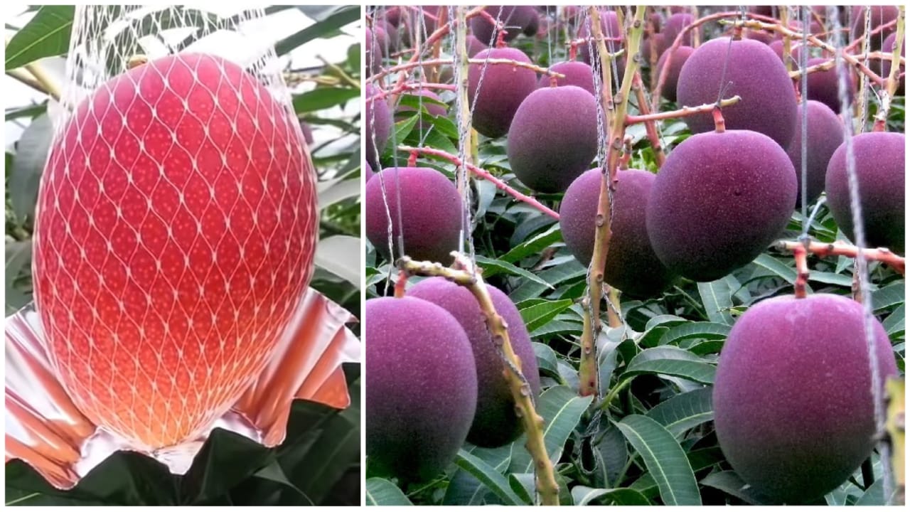 expensive-mango