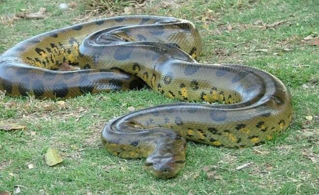 anaconda