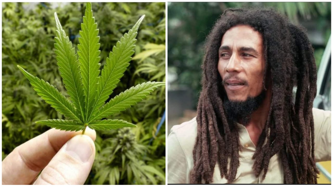 ganja