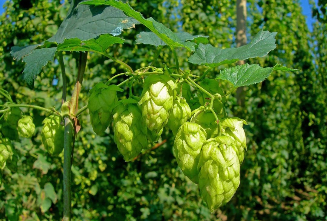 kheti-bihar