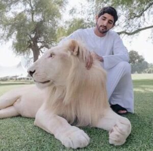 lion