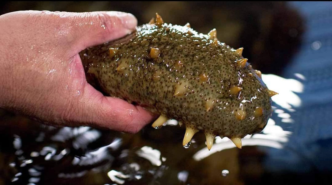sea-cucumber
