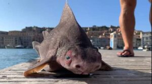 shark