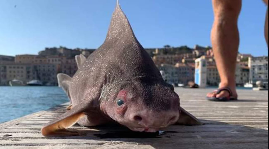 shark