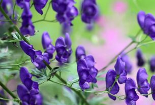 mysterious-plant