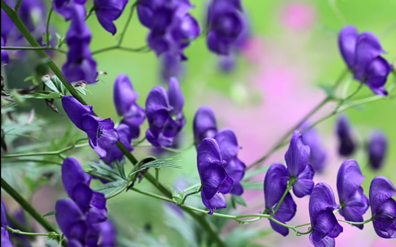mysterious-plant