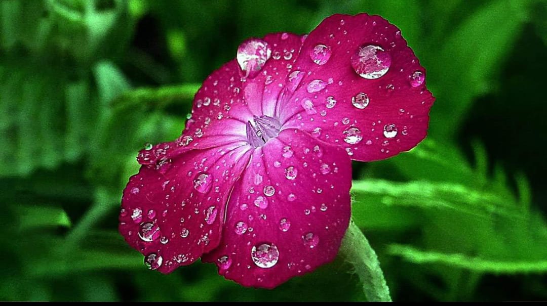 rain-drops