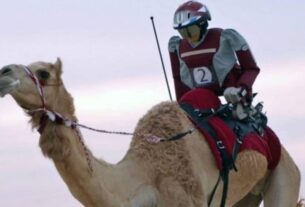 dubai-camel