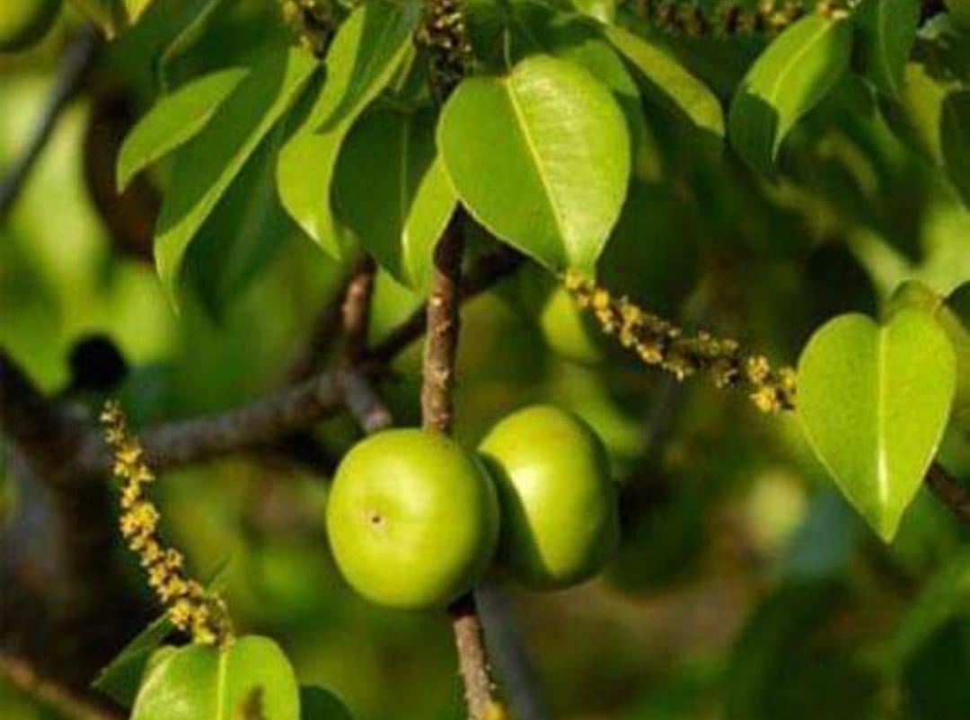 manchineel