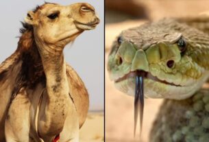 camel-snake