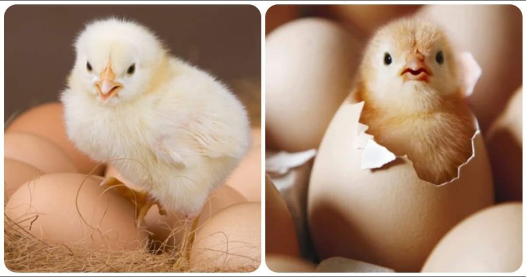 hen-eggs