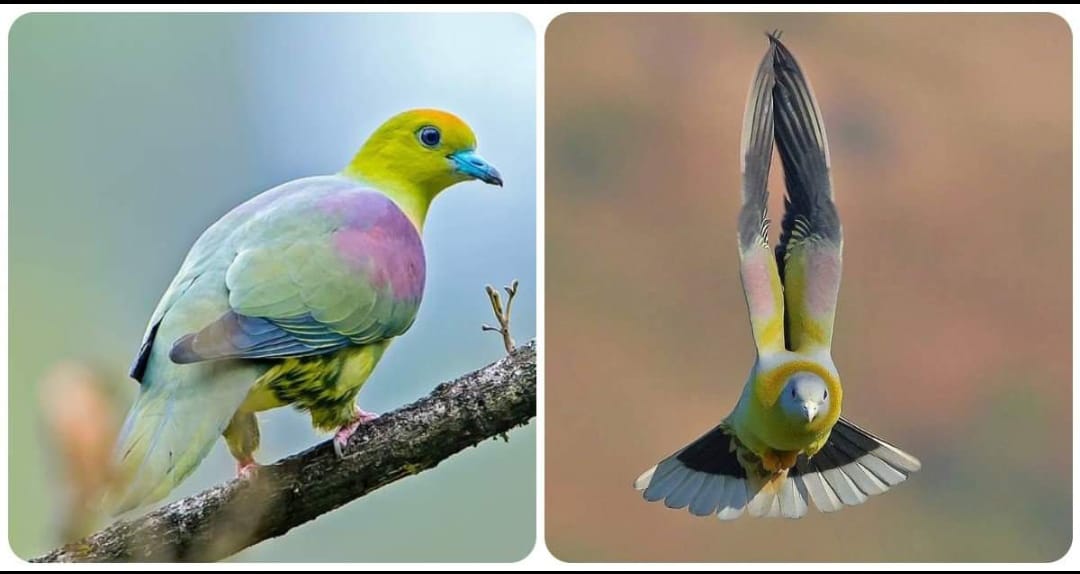bird-vaat