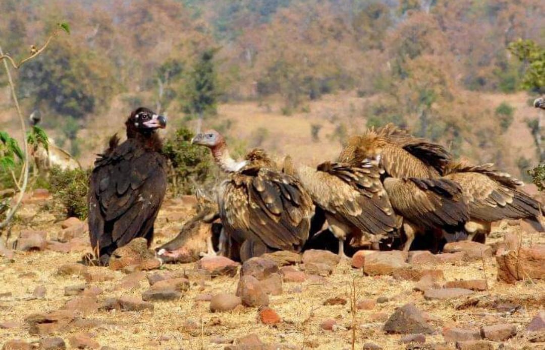 vulture-birds
