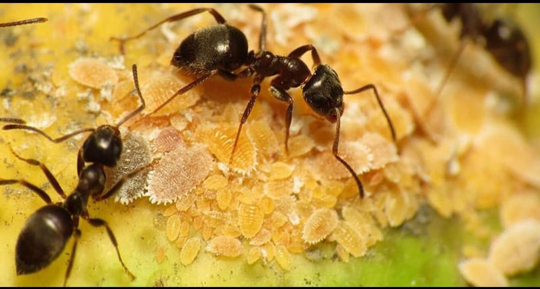 ant-treatement