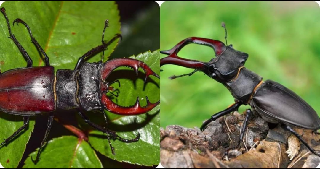 stage-beetle