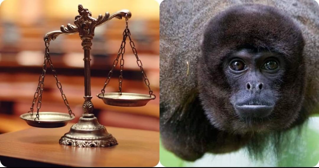 animal-rights