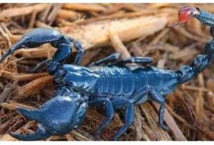 cuban-scorpio