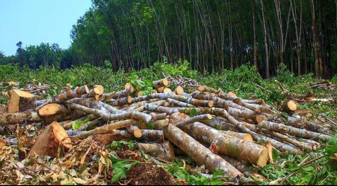 lakdu