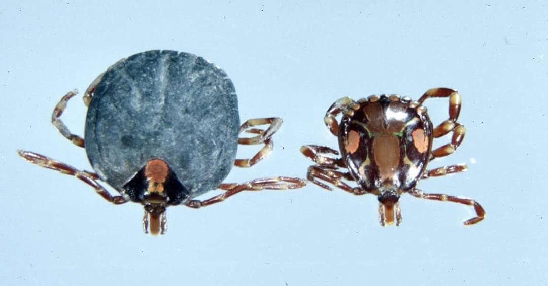 ticks