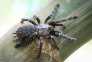 spider
