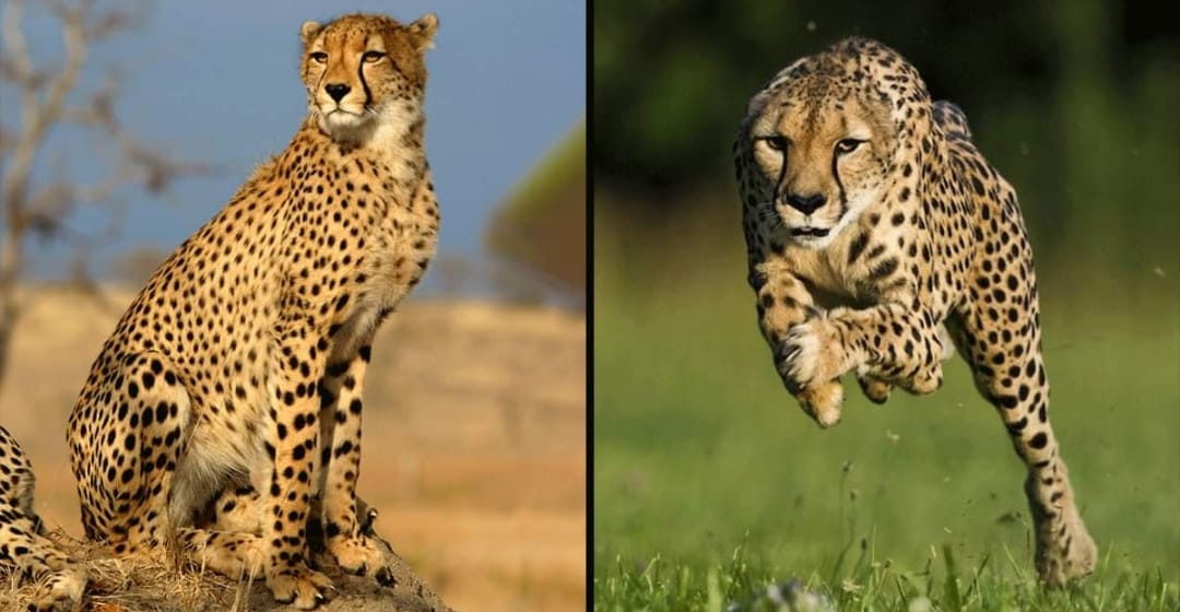 cheetah