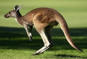 kangaroo-facts