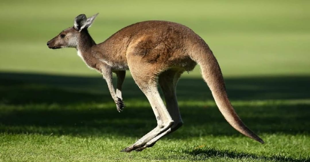 kangaroo-facts