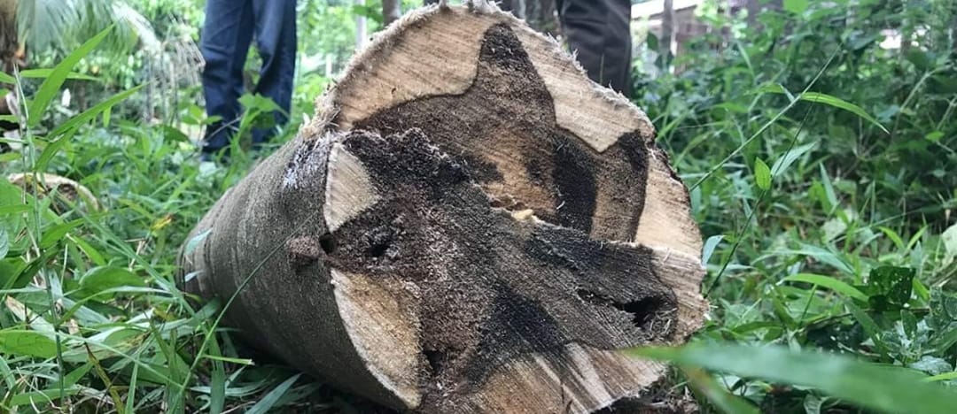 agarwood