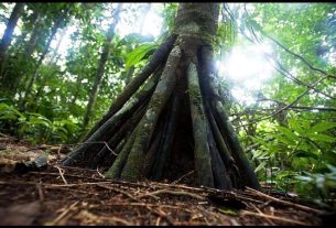 walking-tree