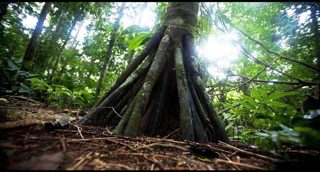walking-tree